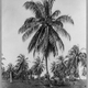 Illustration for article titled Coconut